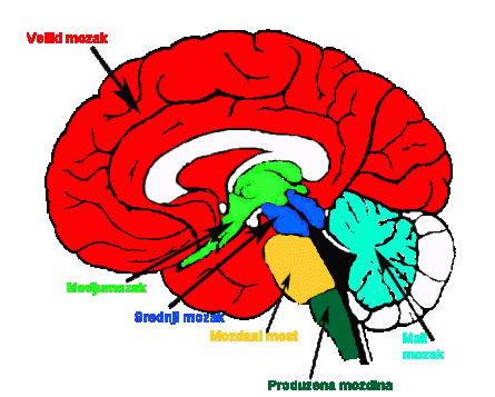 мозак