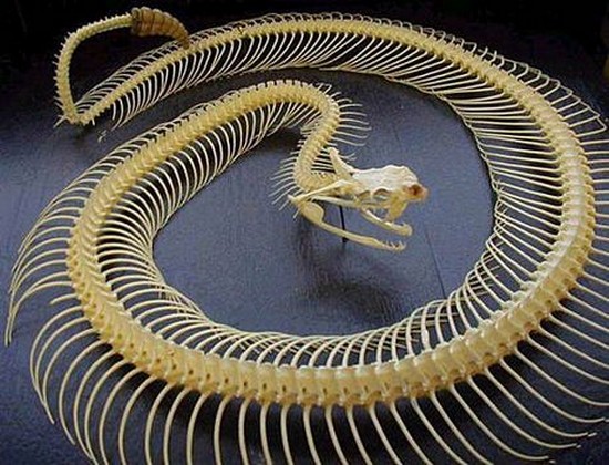 скелет змије